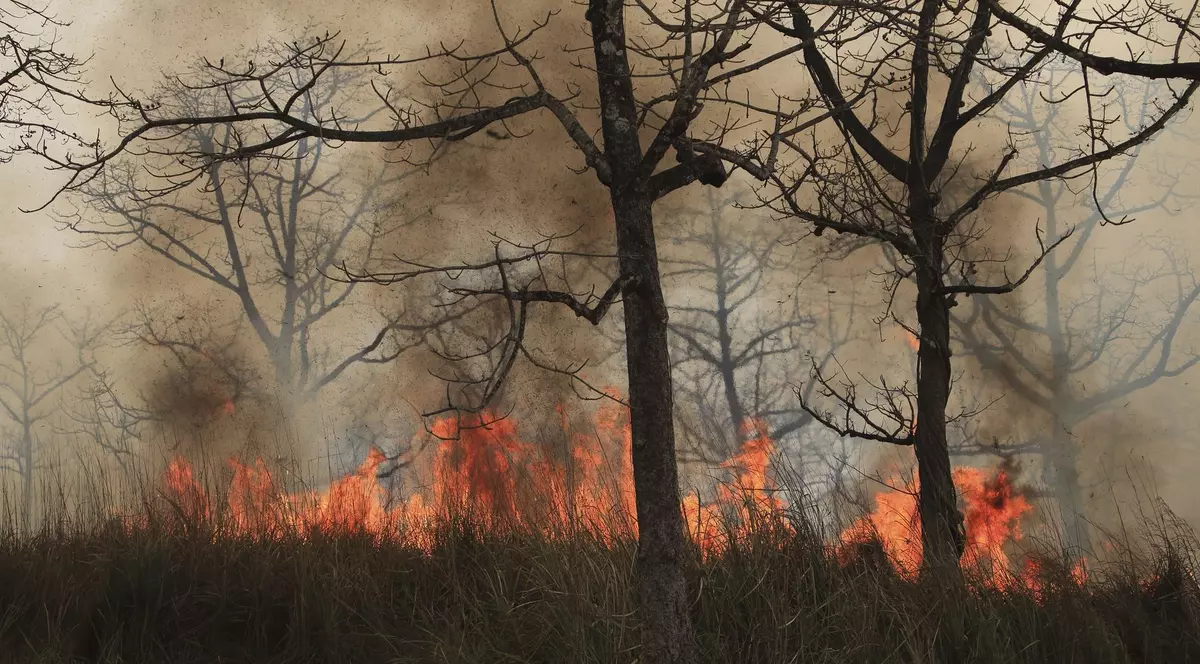 Poză cu un incendiu de vegetație