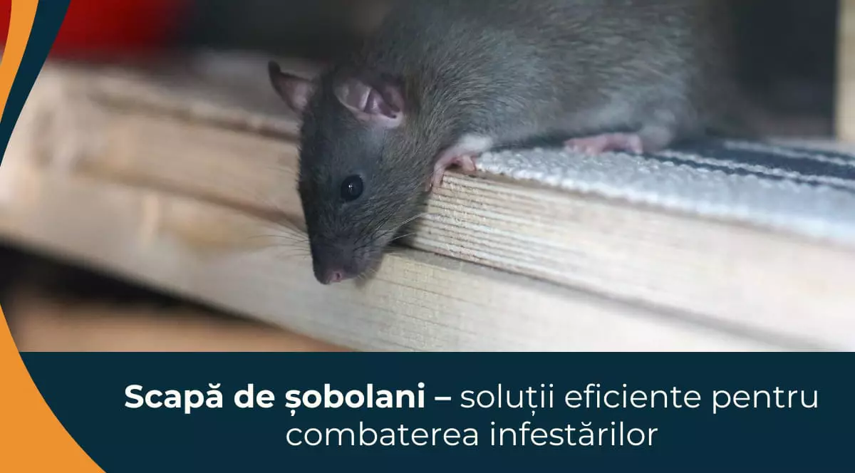 Scapă de șobolani - soluții eficiente pentru combaterea infestărilor