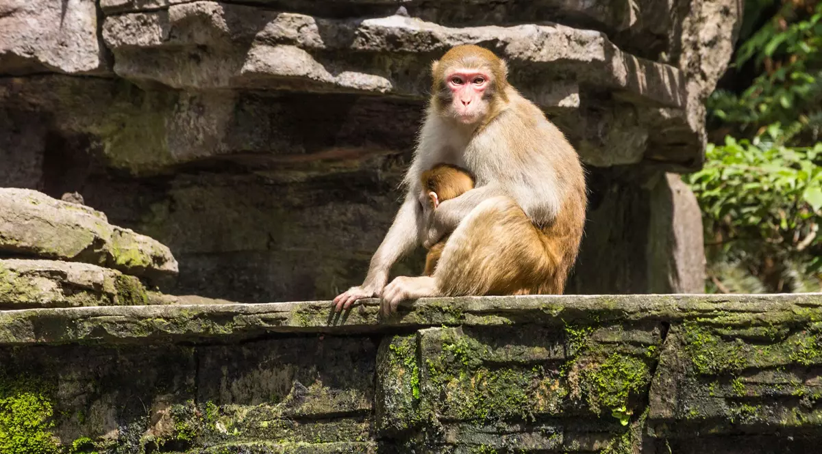 O mamă și un pui de macac Rhesus sălbatic în Parcul Național Forestier Zhangiajie din Hunan, China. FOTO: Hepta
