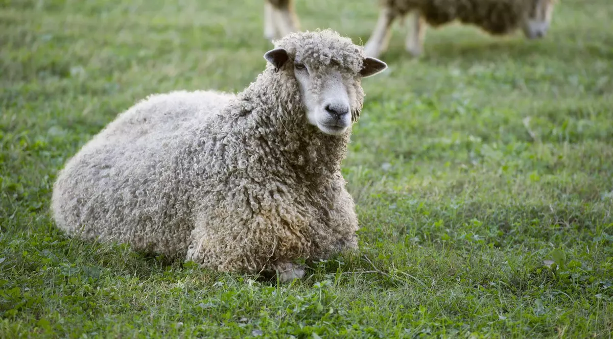 Poză cu o oaie care stă pe iarbă