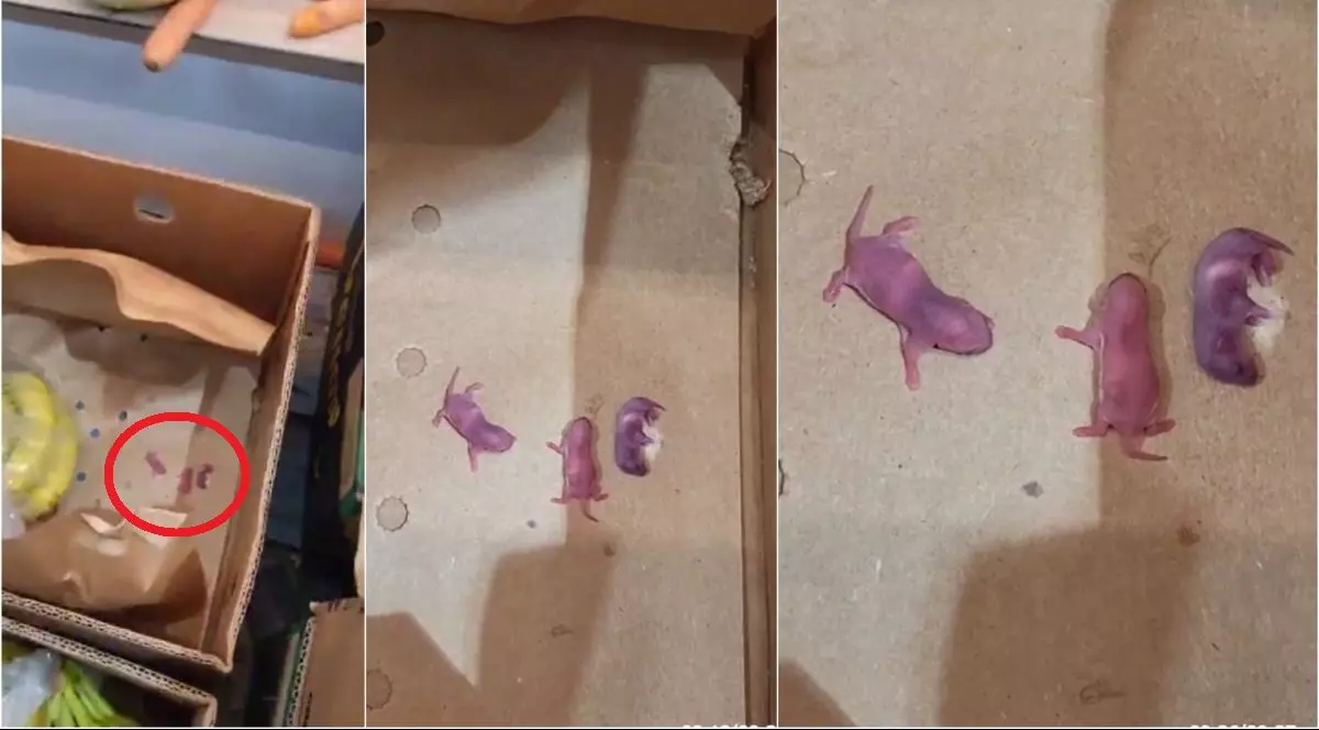 Trei pui de șoareci vii au fost filmați în cutia cu banane de la Lidl Lugoj, martie 2025