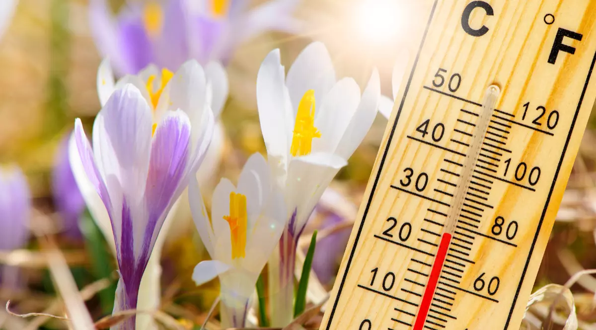 Imaginea prezintă un termometru din lemn care măsoară temperatura atât în grade Celsius, cât și în grade Fahrenheit. Termometrul este poziționat în partea dreaptă a cadrului, iar în fundal se află flori albe și mov, care sugerează un peisaj de primăvară.