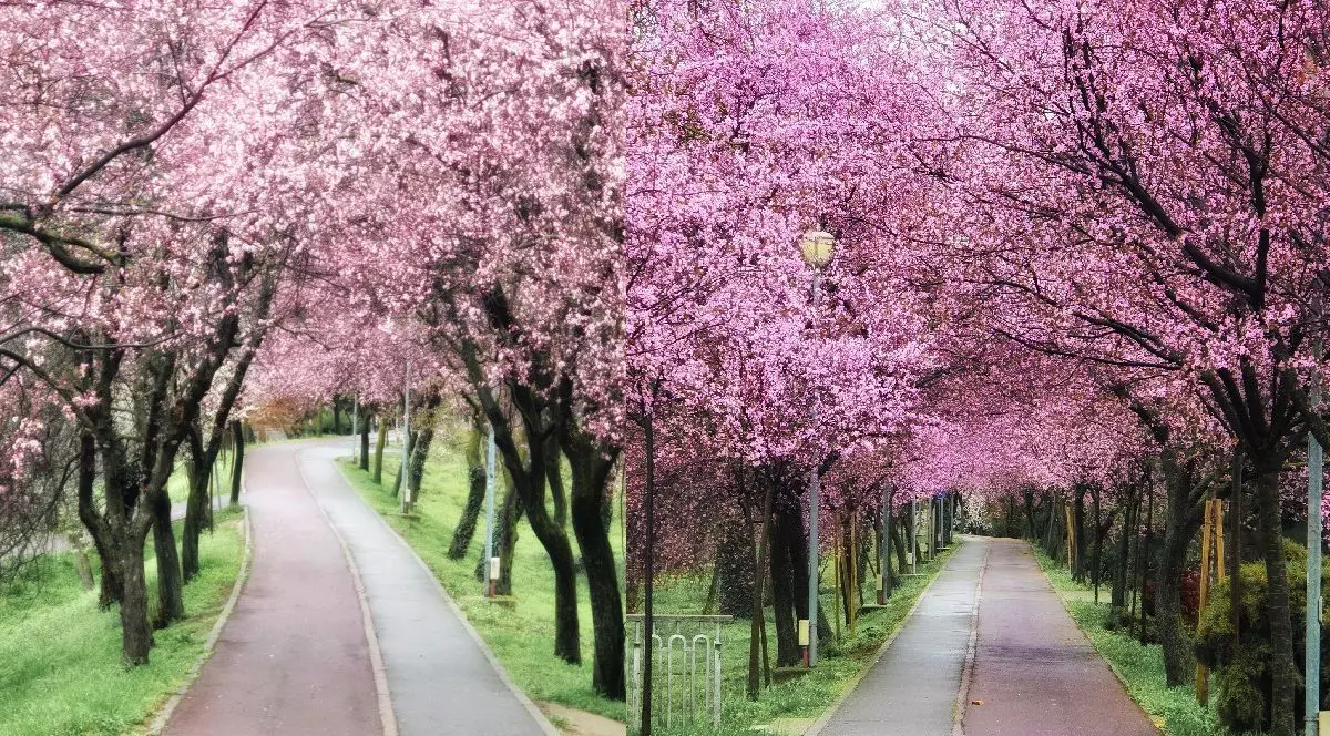 Cireși japonezi înfloriți, copaci cu flori roz