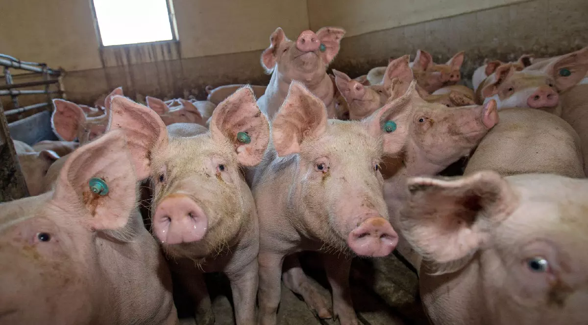 Mai mulți porci