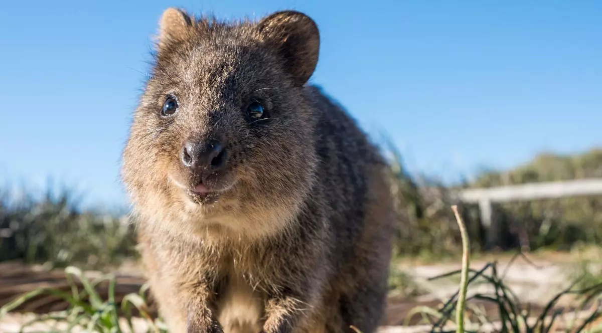 Animăluț quokka, originar pe Insula Rottnest din Australia