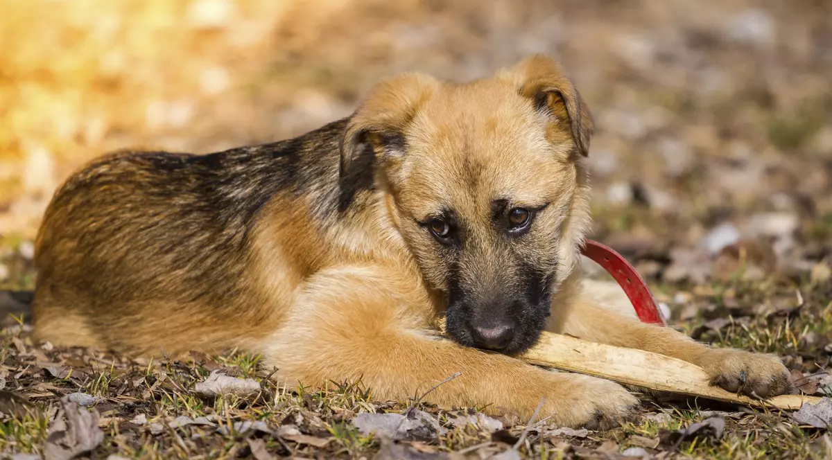 Un cățel ciobănesc german este ocupat cu un băț în timp ce se află pe o pajiște acoperită cu frunze