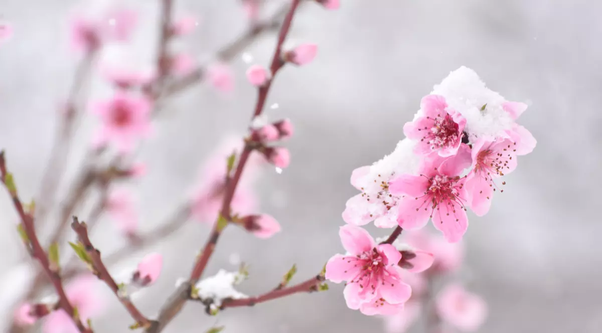 În imagine sunt ilustrate flori de cireș roz, acoperite cu zăpadă