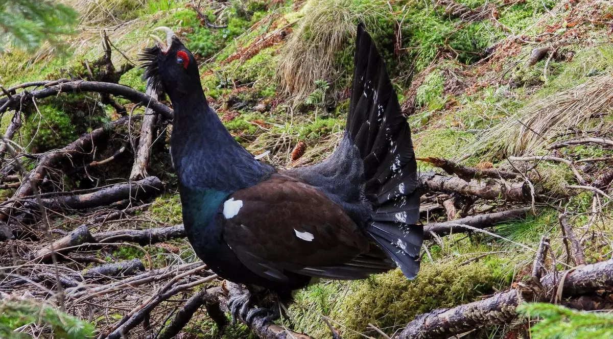 Un cocoș de munte, fotografiat în Parcul Național Piatra Craiului din Brașov: „Cocoșul înțeleg, dar râsul...”