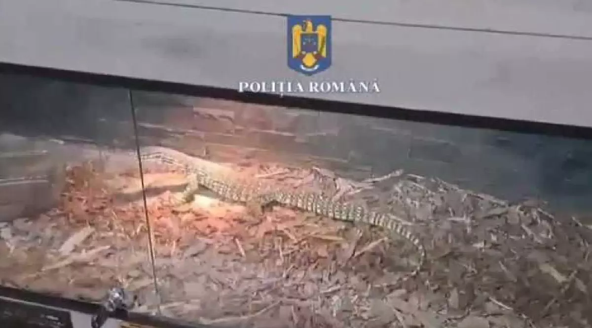 o reptilă într-un acvariu