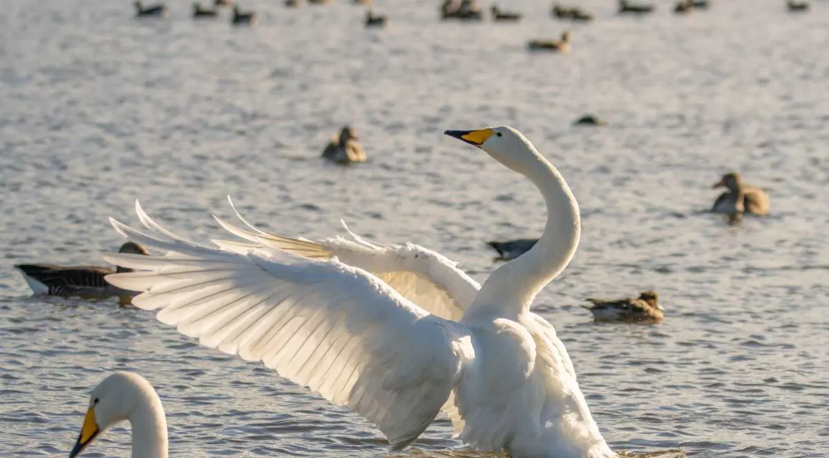 Mai multe specii de lebede groase, pe lacul unui parc din Islanda