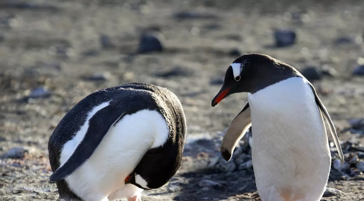 Pinguini de pe o insulă din apropiere de Antarctica. Imagine cu caracter ilustrativ Foto: Profimedia