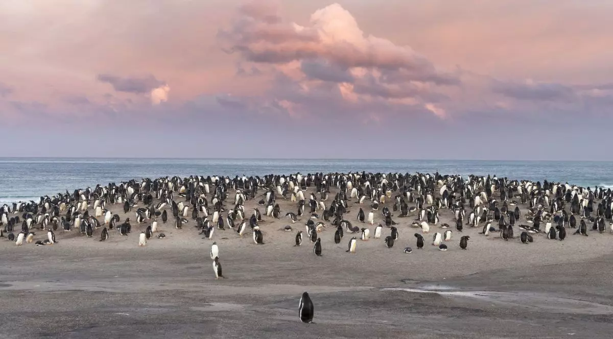 pinguini în Antarctica