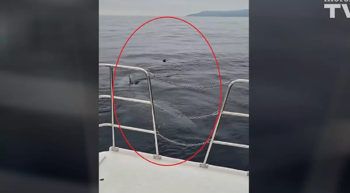 Rechin de 8 metri, filmat în Marea Adriatică, pe coasta de lângă Rijeka | VIDEO