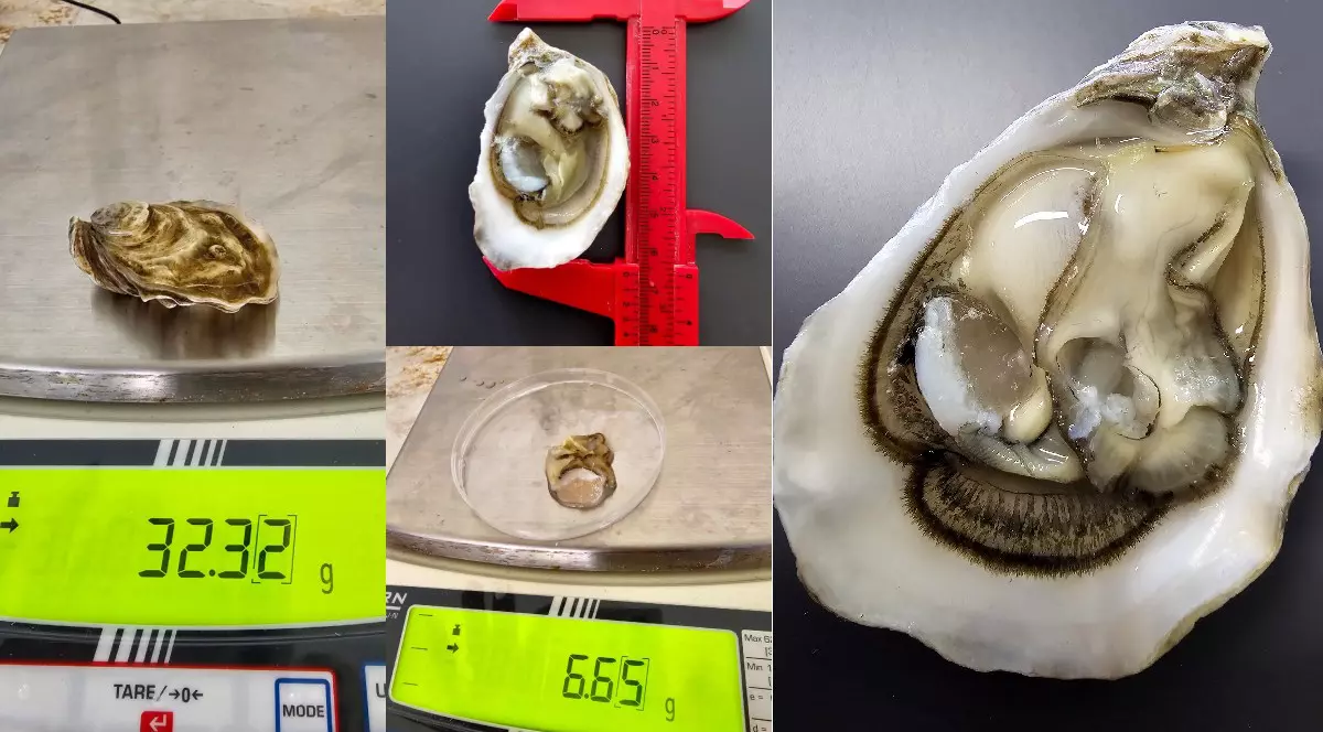 Stridii japoneze crescute în Marea Neagră -