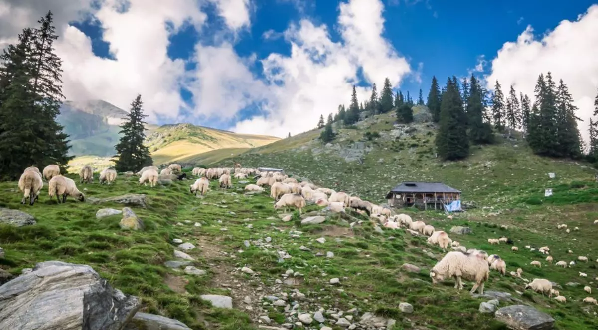 Turma de capre și oi la o stână la munte, între brazi, cu un cer albastru cu nori