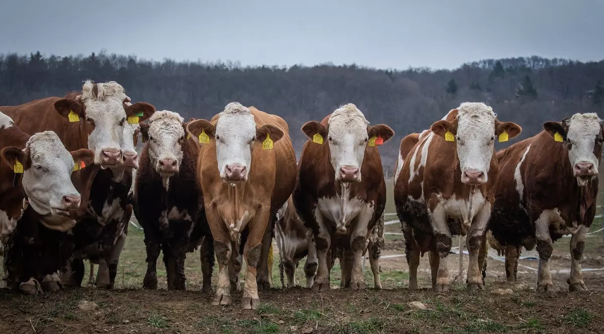 Ungaria, afectată de primul focar de febră aftoasă Foto: Profimedia