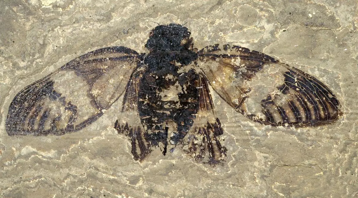 O fosilă a unei femele de cicadă este remarcabil de bine conservată. A fost descoperită în groapa Messel din Germania, în roci vechi de aproximativ 47 de milioane de ani