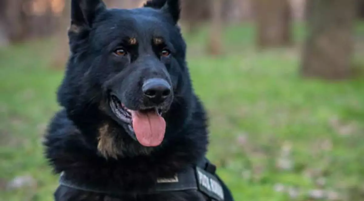 Câinele polițist Gipsi de la Brăila, stă în șezut cu limba scoasă în pădure.