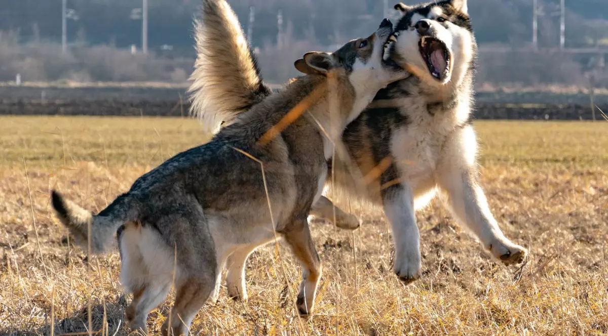 câini agresivi - un bărbat din cluj a fost atacat violent de o haită de câini în timp ce aduna flori