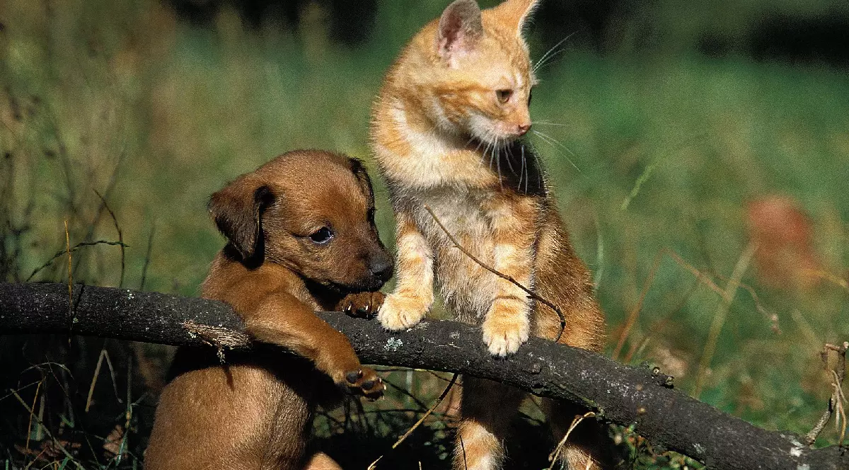 un cățel și o pisică se joacă pe o creangă de copac care se află la sol iar în spatele lor se vede un teren cu verdeață