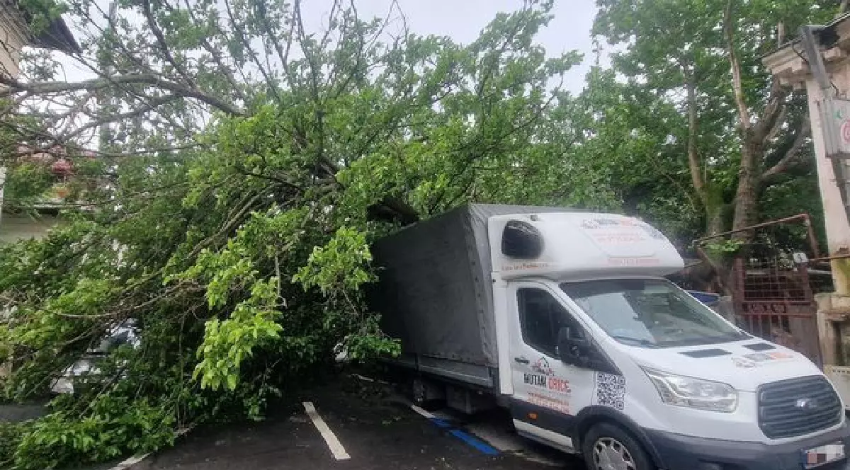 un copac este căzut peste o mașină albă