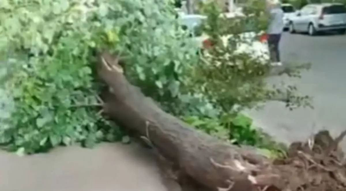 Poză cu copacul doborât de vânt în Brăila