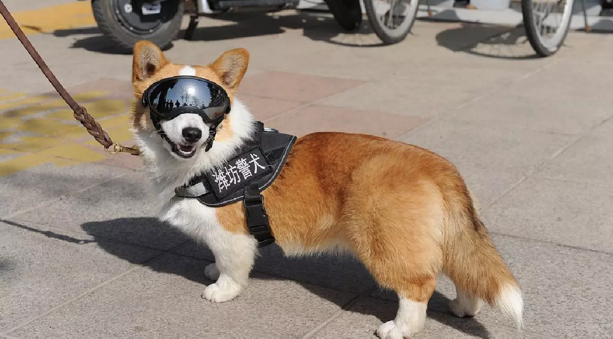 Un câine din rasa Corgi, cu o lesă cu emblema poliției din China și ochelari de poliție se află pe o stradă