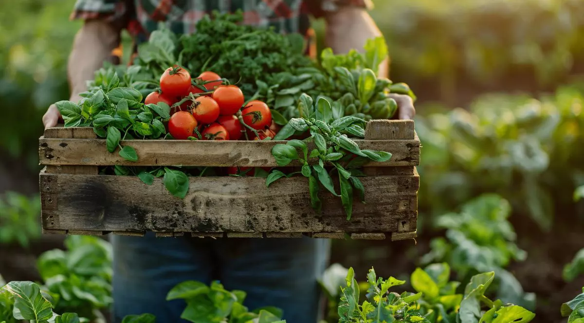 fermier cu o lădiță de roșii în brațe