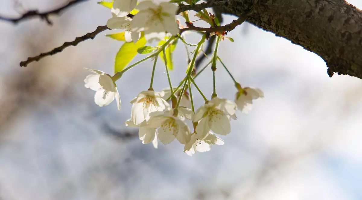 Poză cu flori albe de cireș în parcul Herăstrău din București