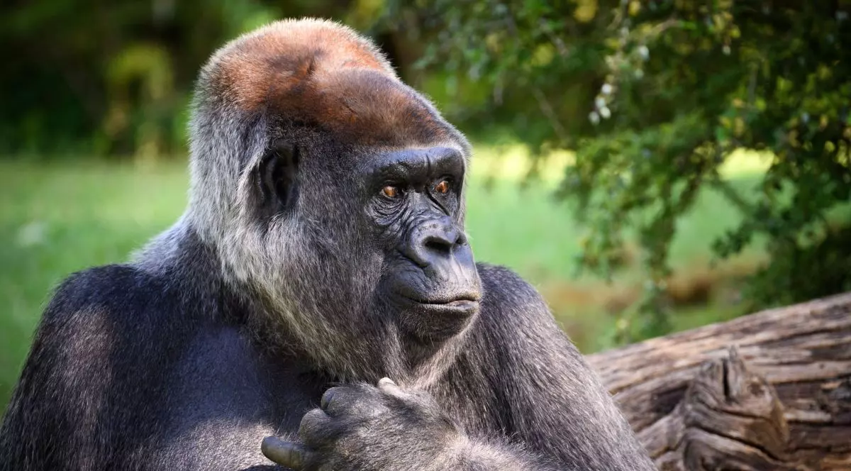 Gorilă de la Grădina Zoologică din Berlin, Germania
