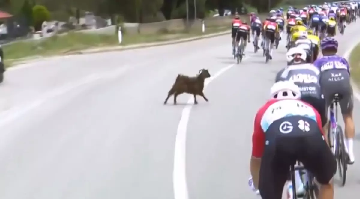 o capră traversează o șosea, în timpul unui tur al bicicliștilor. Sportivii circulă pe partea dreaptă a șoselei