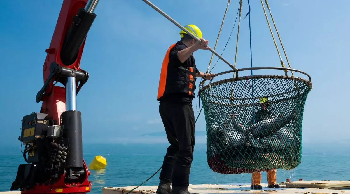 Pescarii industriali prind pește în largul mării. Macara ridică plasa cu pește. Pescarii își ridică captura cu pește