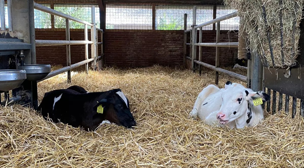 2 vaci in grajd, se odihnesc pe fan. Una este neagra si unul alba