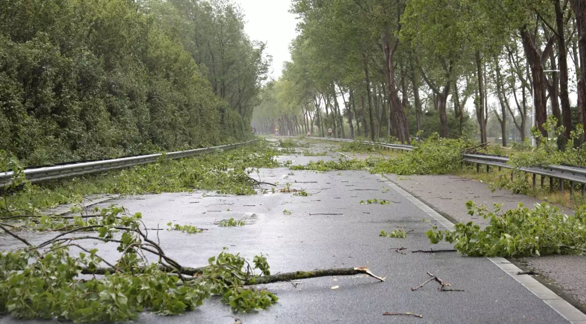 Mai multe crengi de copaci sunt căzute pe autostradă după o furtună de vară, în Olanda