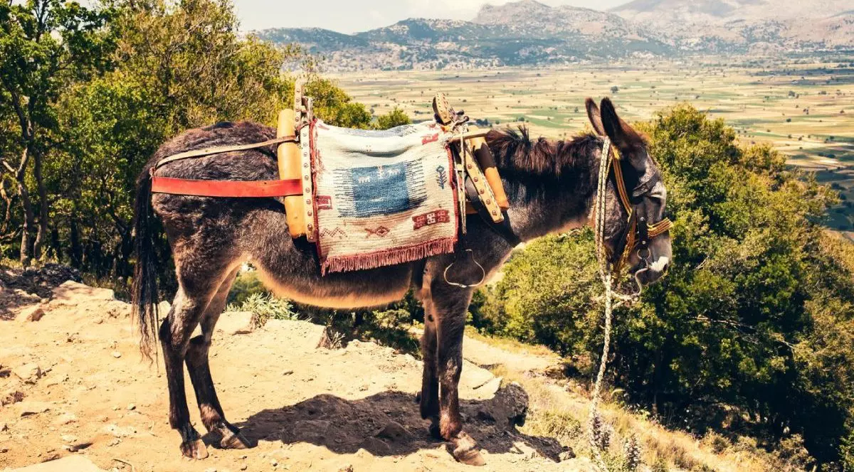 Un măgar stând pe o stâncă pe o potecă de munte înt-un peisaj arid