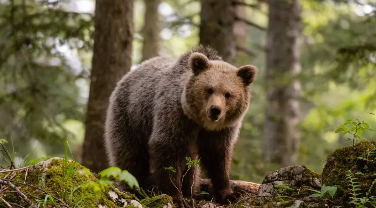 Un urs bun surprins intr-o padure