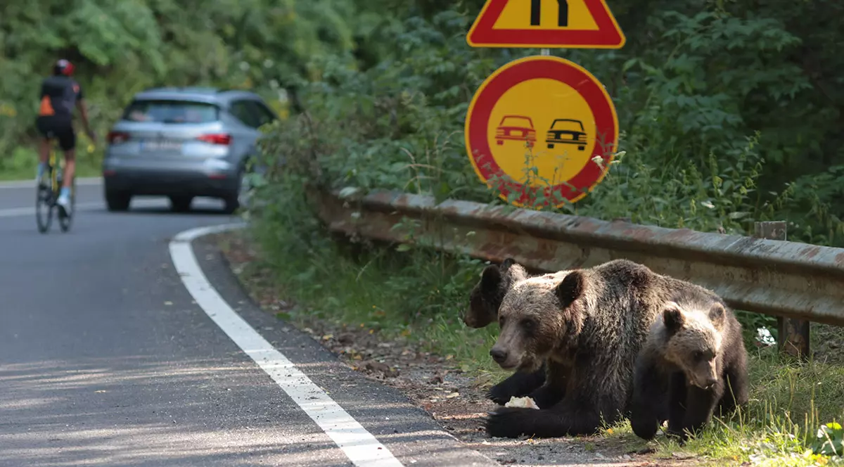 Ursoaică cu pui primește o bucată de pâine de la o persoană dintr-o mașină, pe Transfăgărășan
