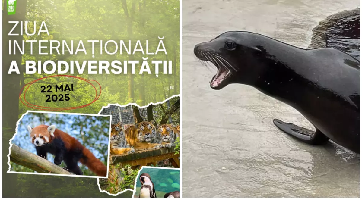Imaginea este un colaj care promovează evenimentul de la Zoo Brașov dedicat Zilei Internaționale a Biodiversității, ce va avea loc pe 22 mai 2025. În partea stângă apare un afiș colorat cu diverse animale din grădina zoologică, iar în dreapta este surprinsă o focă.