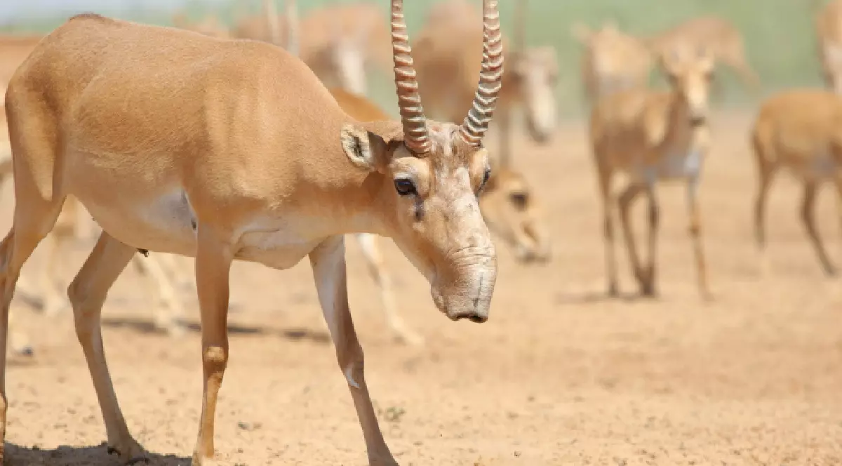 mai multe antilope saiga în habitatul lor natural