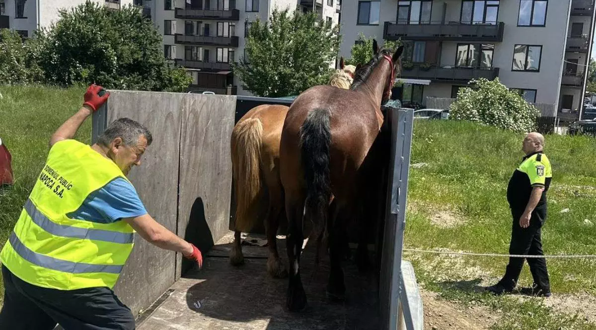 Poză cu cei doi cai într-o remorcă, în Florești, județul Cluj