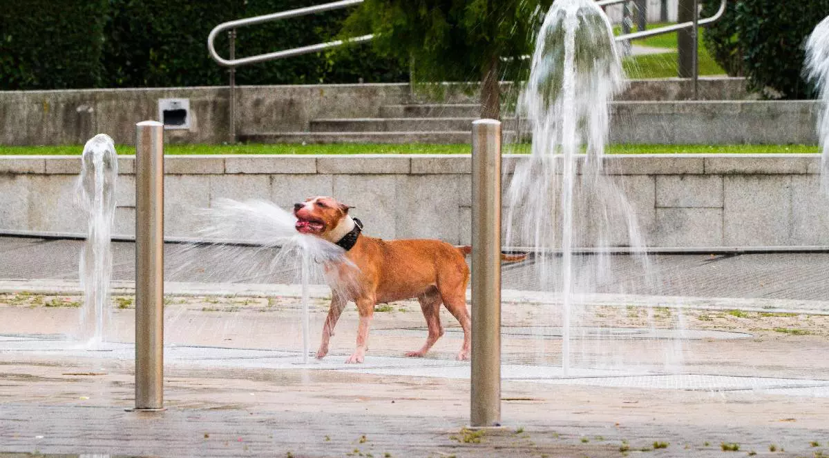 În imagine, un câine se joacă într-o fântână arteziană, chinuit de canicula năprasnică