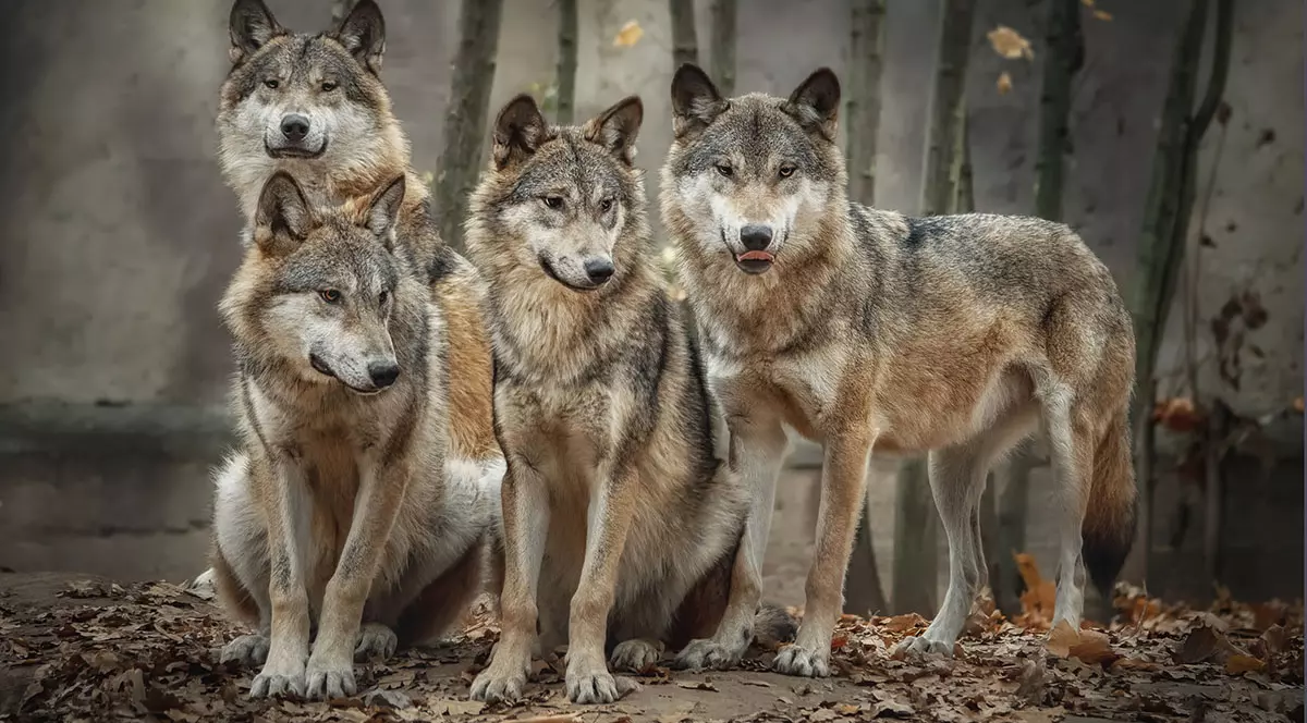 Haită de patru lupi Canis Lupus, în pădure