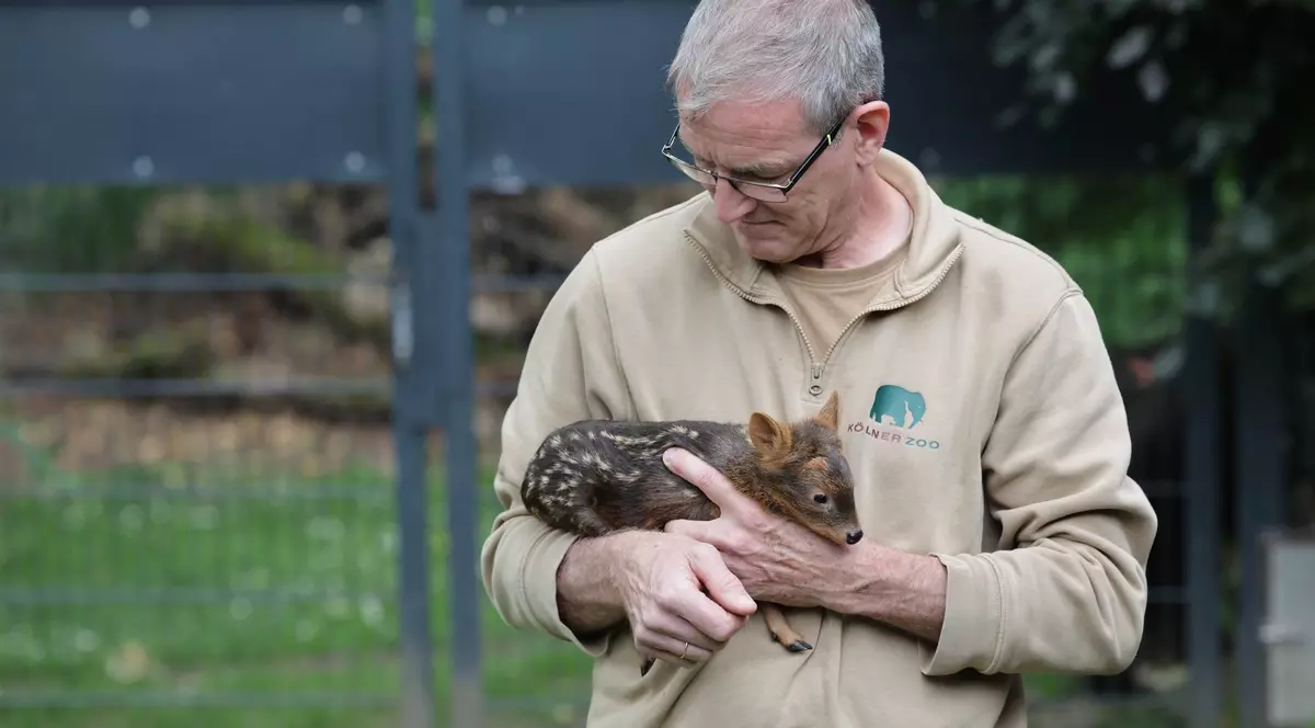 Cea mai mică Bambi din lume s-a născut la grădina zoologică din Köln: „O cheamă Adora”