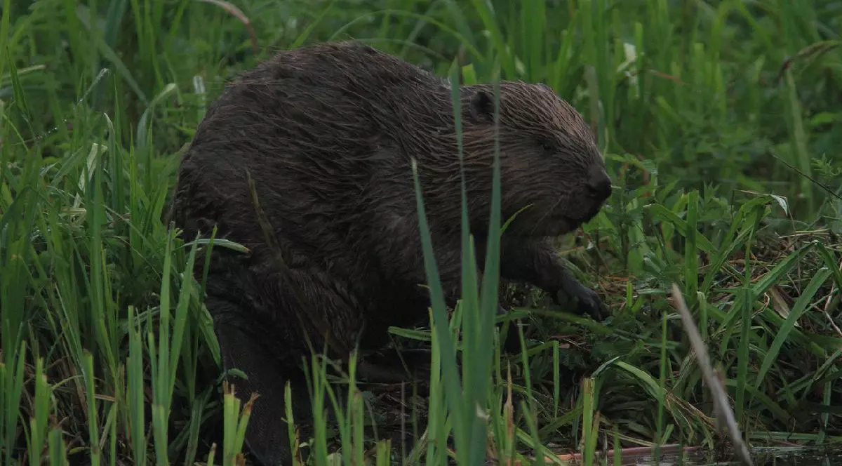 Castor in iarbă