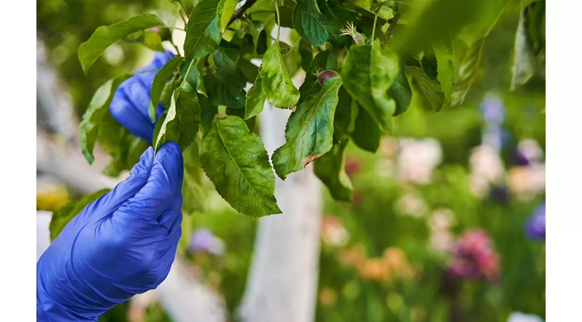Maini imbracate in manusi albastre de plastic, verifica frunzele unui copac din gradina