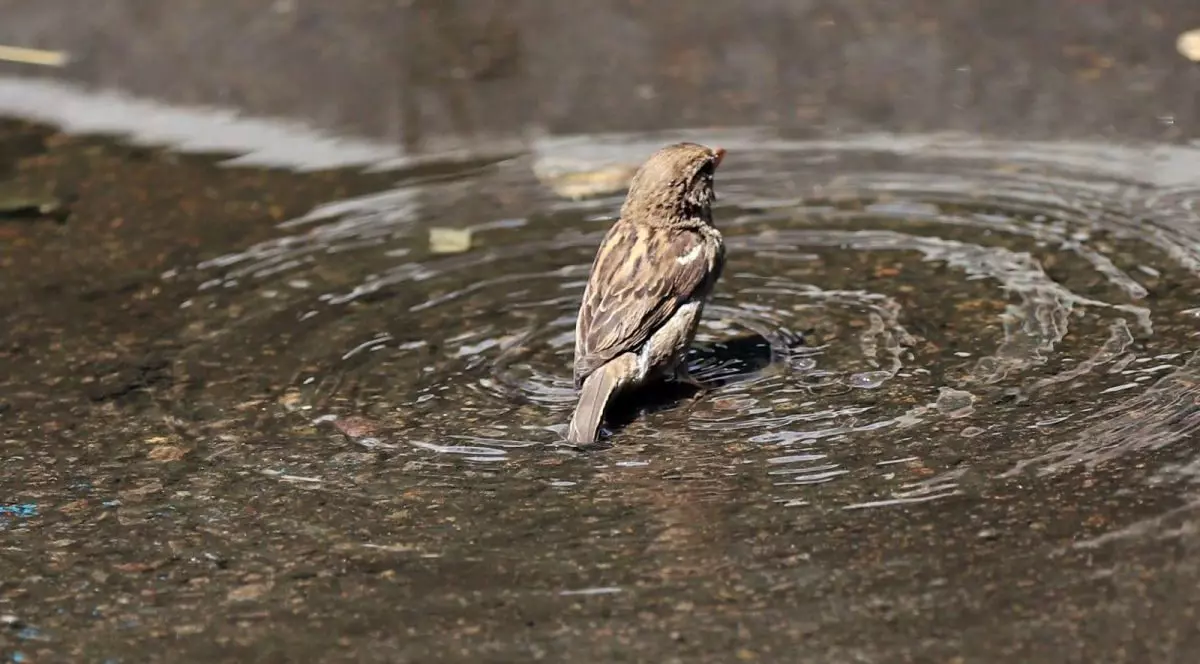 O vrabie fotografiată cu spatele se răcorește în apă, pe stradă, într-o zi caldă de vară, București, 5 iunie 2025