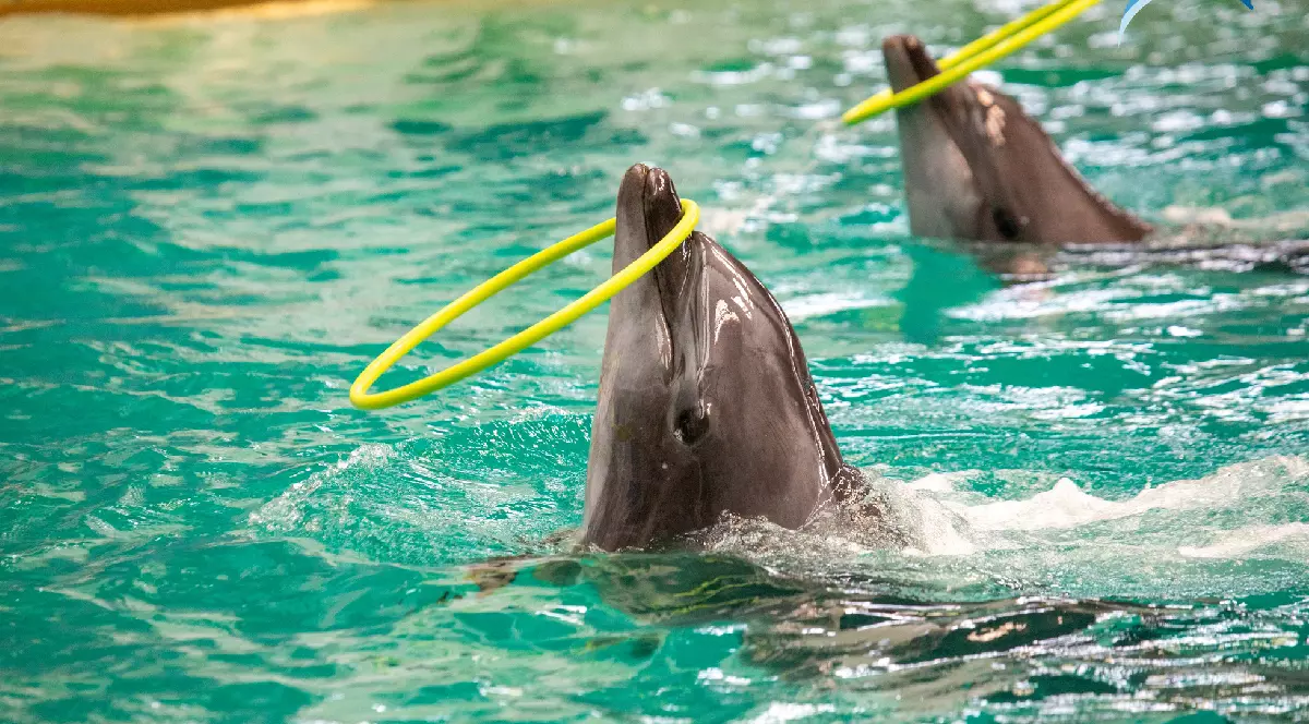 Doi delfini se joacă cu cercurile în timp ce înoată în apa bazinului