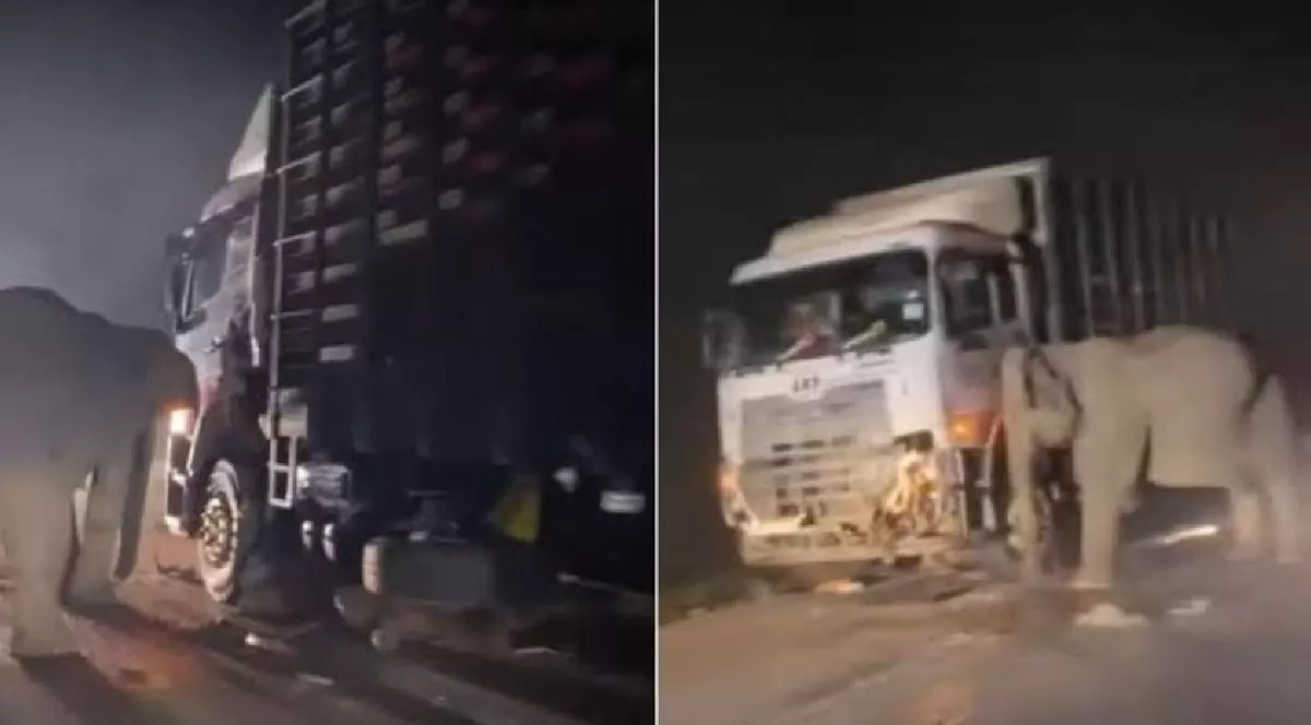 Elefantul a rămas la locul accidentului și nu s-a despărțit de trupul puiului: „Înțeleg conceptul de moarte” | VIDEO