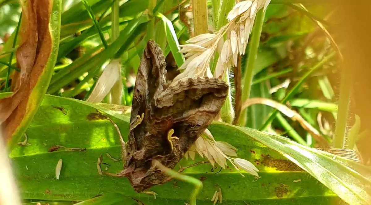 Un fluture migrator, Buha Gamma, cu aripi cafenii stă pe o frunză
