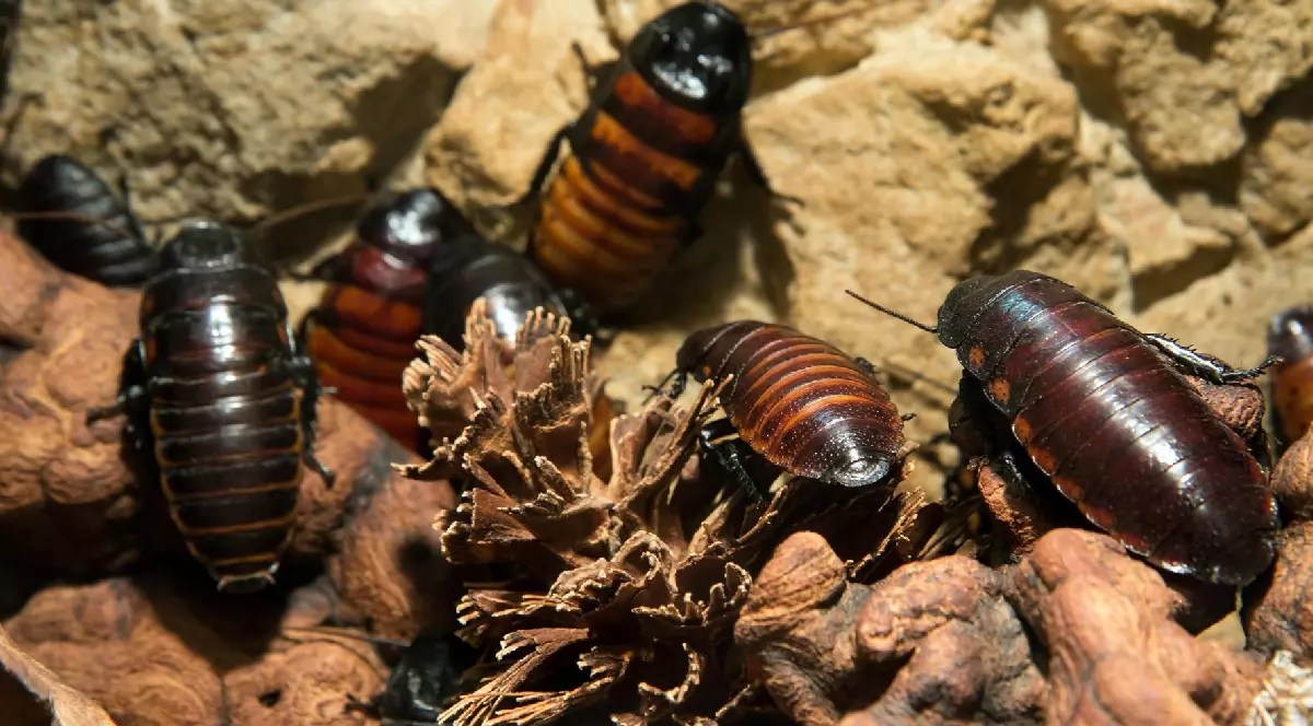 În imagine este ilustrat ă un grup de gândaci de bucătărie americani